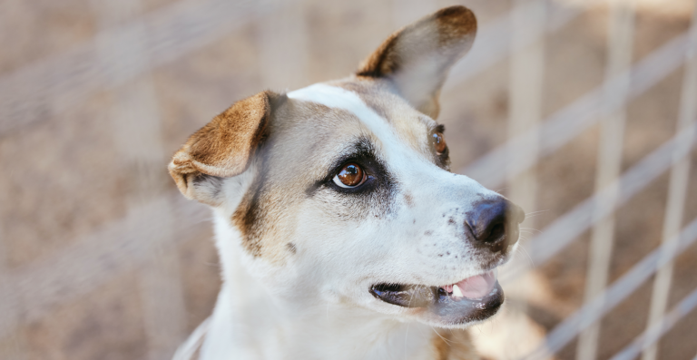 Projeto perdoa débitos fiscais de entidade protetora de animais