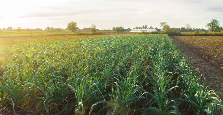 Novo prazo e diretrizes para declaração do ITR 2024