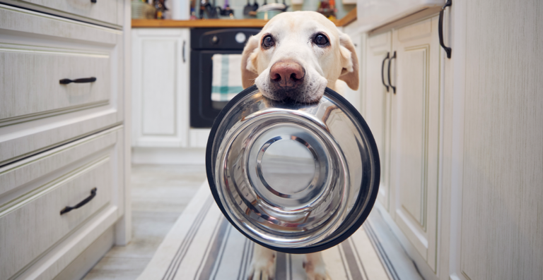 É possível pagar imposto por um pet? Entenda tributo praticado no exterior