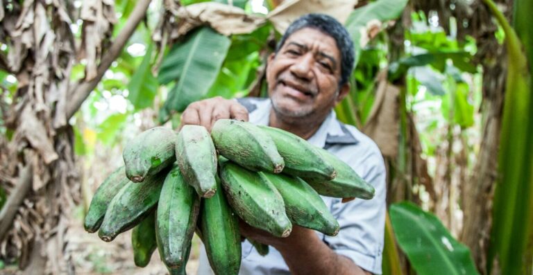 NF-e e NFC-e será obrigatória para produtor rural em fevereiro