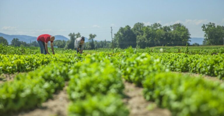 NFP-e: adesão obrigatória do produtor rural no PR é prorrogada para julho
