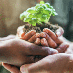 COP30: quando a economia encontra a ecologia