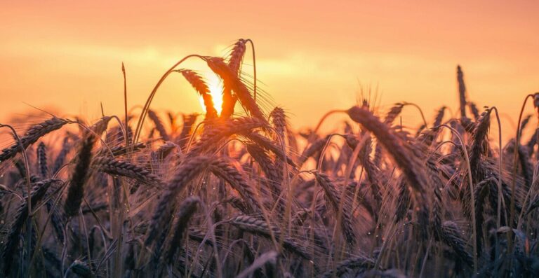 NR-31 atualizada: PGRTR substitui PPRA no agronegócio