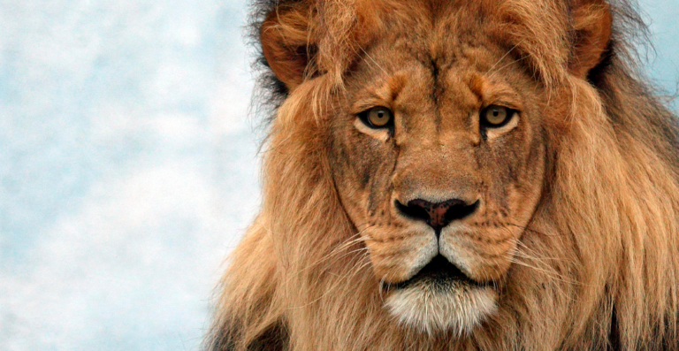 Quem deve declarar Imposto de Renda em 2026?