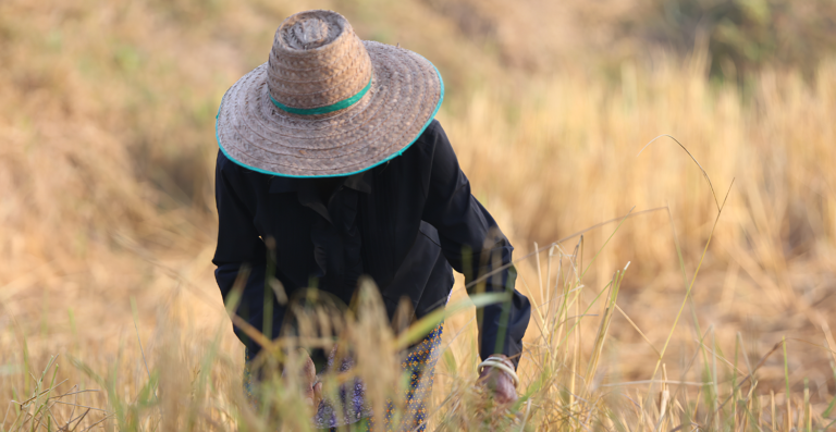 NR-31: MTE esclarece regra sobre chapéu e capacete no campo