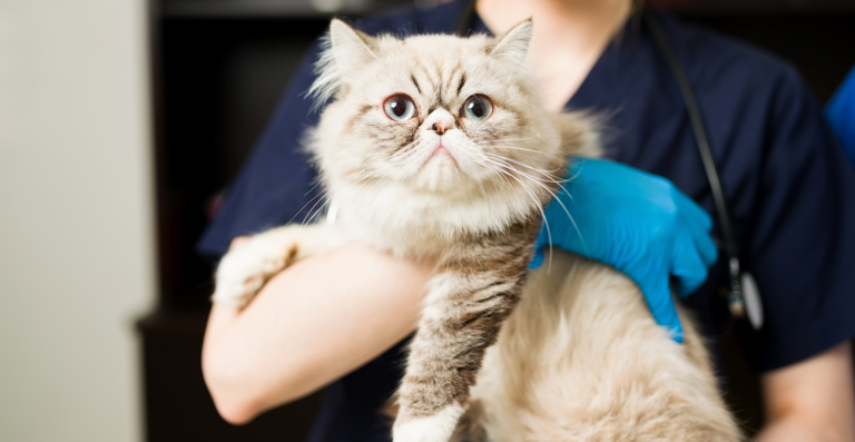 Projeto autoriza saque do FGTS para tratar pet