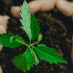 ESG: 76% das empresas brasileiras adotam práticas sustentáveis