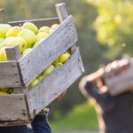 SC amplia limite de créditos de ICMS para produtores rurais